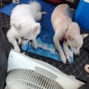 그리향펜션