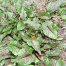 금강초등학교 이미지