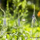 상갈래 도로변 이미지