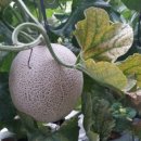 용소농장 이미지