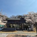 은해사 벚꽃길 이미지