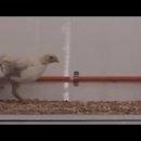 공룡pc방 이미지