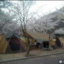 [2013-03번째] 벚꽃놀이 캠핑가요~~ 이미지