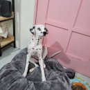 큰댕이네 이미지