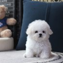 이즈펫 강아지 고양이 본점후기 – 안양에서 만난 믿을 수 있는 강아지 분양 전문점