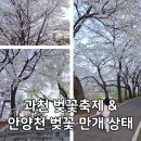 보전축산 | 안양천 벚꽃 만개🌸 지금 꼭 가야 하는 코스 (+과천 렛츠런파크 벚꽃축제 후기)