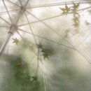 라임 (Lime) 이미지