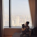 젠틀맨 호텔 | [달곰 여행🐻]그랜드 머큐어 앰버서더 용산 반려 동반 투숙 후기_내돈내산