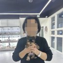 인천강아지분양테디럽