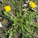 오수시장 이미지