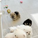 아르르펫 이미지