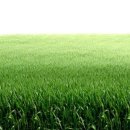 에버그린 이미지