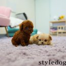 올바르개 이미지