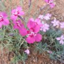 경서동 쑥공원 이미지