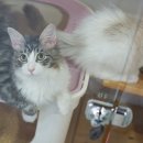 고양이분양은 노블캣 랙돌놀숲분양캐터리 대전점 이미지