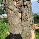 왕벌농장 이미지