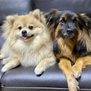 하하 동물병원 이미지