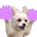 이미견 밥엔 낙지볶음 이미지