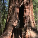 마리포사 이미지