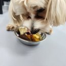 해피한 멍 이미지