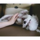 24시 언제나 동물병원 이미지