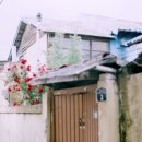 장미여인숙 이미지