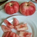 온도도씨 | 대극천복숭아 물복파도 반한 당도 높은 반납작복숭아 딱딱이 농라 농라마트 구매 후기