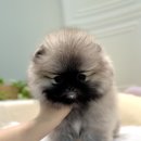 강아지고양이분양타이니퍼피
