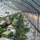 야훼농장 이미지