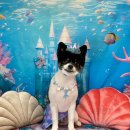 댕바라기 이미지