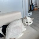 삐삐그루밍 이미지