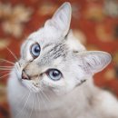 야당동물병원 이미지