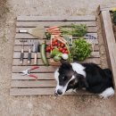 관양동물병원 이미지