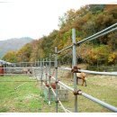 삼성사슴농장 이미지