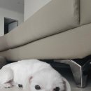 아로마 멍# 이미지