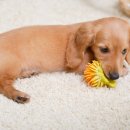 오뜨동물의료센터 이미지