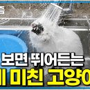 미친고양이
