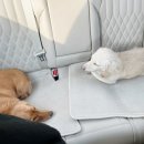 해피한 멍 이미지