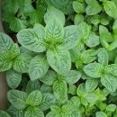 천연염색 배우기 이미지