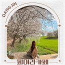 피어라플라워 | 충남 당진 실내 가볼만한곳 당일치기 여행 코스 벚꽃 청보리밭 카페 피어라
