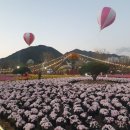 양산 황산공원 국화축제에요 이미지