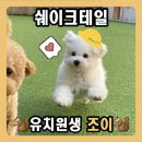 조이 애견 유치원 이미지