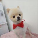 개등드리# 이미지