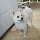 온리유 펫살롱 이미지