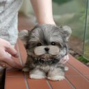 하얀강아지 | 양산강아지입양 직접 보고 더 마음이 기울었던 이유