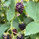 배동문농장 이미지