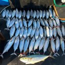 신명낚시 | 겨울 제주도 여행 코스ㅣ서귀포 체험 배낚시 광명호 내돈내산 솔직 후기