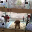 총각네 강아지 이미지