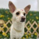 댕이발소 이미지