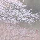배암들 이미지